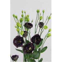 Lisiantus Hol. Rosan Black Pearl 70cm 55gr  x10