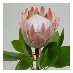 Protea Cynaroides Rosa 40cm
