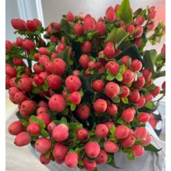 Hypericum Ecu. Sweet Romance 50cm "T25" Rs.