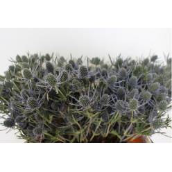 Eryngium Hol. Blue Dynamite 50cm