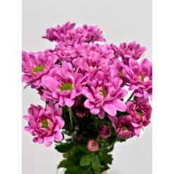 Margarita Nac. Pirus 75gr Rs.