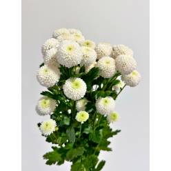 Margarita Nac. Coconut Blanco 70gr.