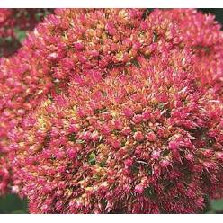 Sedum Hol. Spectabile 50cm Rs