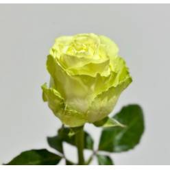 Rosa Ecu. Lemonade 60cm