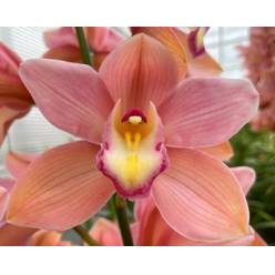 Cymbidium Salm Delight 80cm Rs.