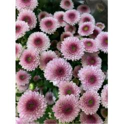 Santini Nac. Calimero Rosa 70cm