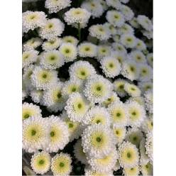 Santini Nac. Calimero Blanco 70cm