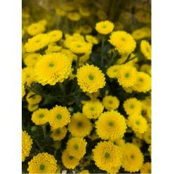 Santini Nac. Calimero Amarillo 70cm