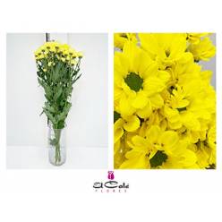 Margarita Hol. Bacardi Copa 85gr Am.