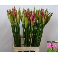 Nerine Bo Favourite 50cm Cereza