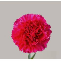 Clavel Col. Select Bizet Open Fuc.