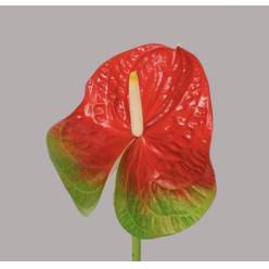 Anthurium Hol. Amigo Improve 13  "CC12"