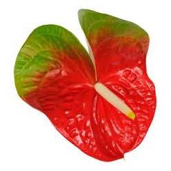 Anthurium Hol. Amigo Improve 11  "CC16"