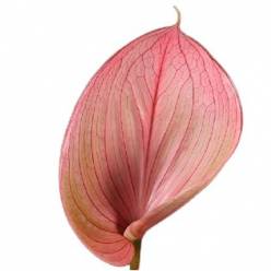 Anthurium Hol. Scoop 13  "CC12"