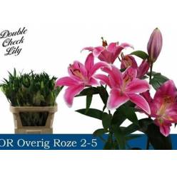 Oriental Hol. Rs. Ov. Rosa 80cm 2 flores A2