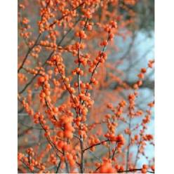 Ilex Ve Winter Gold 50cm Nj.