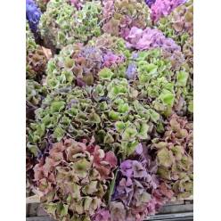 Hortensia Hol. Rodeo Clas 50cm  18/20