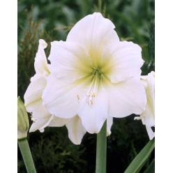 Amaryllis Casablanca "CC12"
