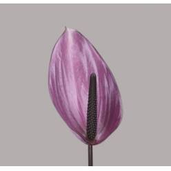 Anthurium Hol. Nexia Malva �11  "CC16"