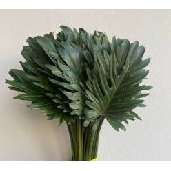 Philodendro Xanadu 50cm x10