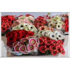 Gerbera Mini Hol. Petticoat Mixta "T20"