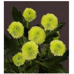 Santini Nac. Calimero Verde 70cm