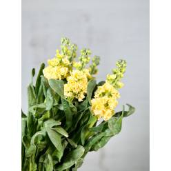 Aleli Nac. Crema 70cm
