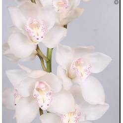 Cymbidium Antonella 80cm Bl.