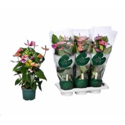 P. Anthurium An Cavalli 17/65cm x6 6F -Amazoneplants-