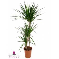 P. Dracena Marginata 21/120cm 3P  (120/90/60)