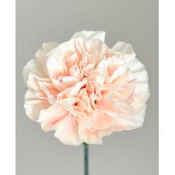 Clavel Nac. 70cm Apple Tea  Cr.