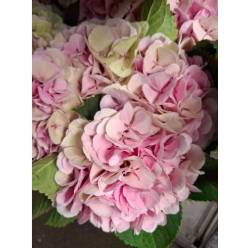 Hortensia Hol. Monika Classic 60cm 18/20 Bic.