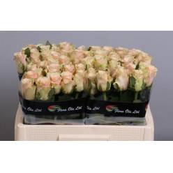 Rosa Hol. Primavera 50cm