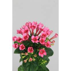 Bouvardia Hol. En Rosa 50cm Rs.
