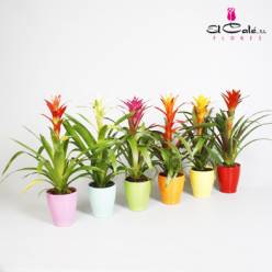 P. Guzmania Mixta 13/55cm x10