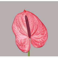 Anthurium Hol. Candy �13  "CC12"