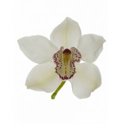 Cymbidium Hms W Crystel 80cm Bl
