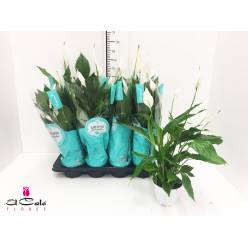 P. Spathyfilium Strauss 13/60cm x8 4+Flores
