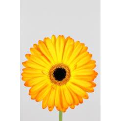 Gerbera Hol. Catwalk Bic. "T25"