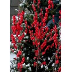 Ilex Verticillata 35cm A2