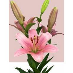 Lilium LA. Hol. Brindisi 85cm 3 flores