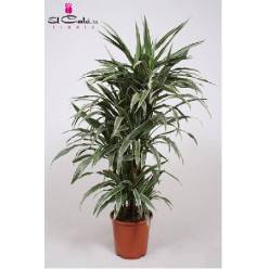 P. Dracena Hol. Warneckei  24/140cm 3-tall. ( 45-80-140 )