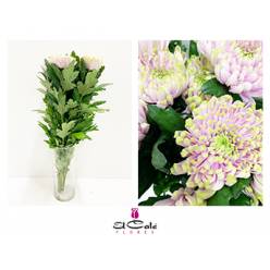 Uniflor Hol. Rossano Charlotte 90gr