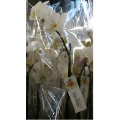 P. Phalaenopsis Ov. White 15/110cm 2T x6