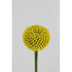 Craspedia Paint Pop 70cm "T25"