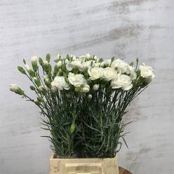Clavel Mini Blanco