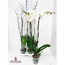 P. Phalaenopsis Ov. White 15/110cm 2T x4