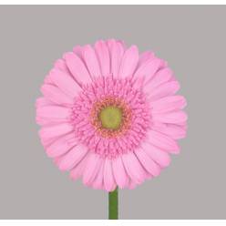 Gerbera Mini Hol. Kitty Rs. "T20"