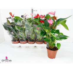 P. Anthurium Mix. 12/45cm 4KL x10 4+flor