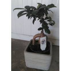 P. Ficus Mini Ginseng Bonsai 14/35cm x6